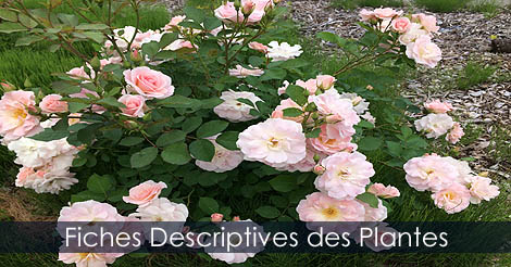 Identification des plantes - Clef d'identification des plantes