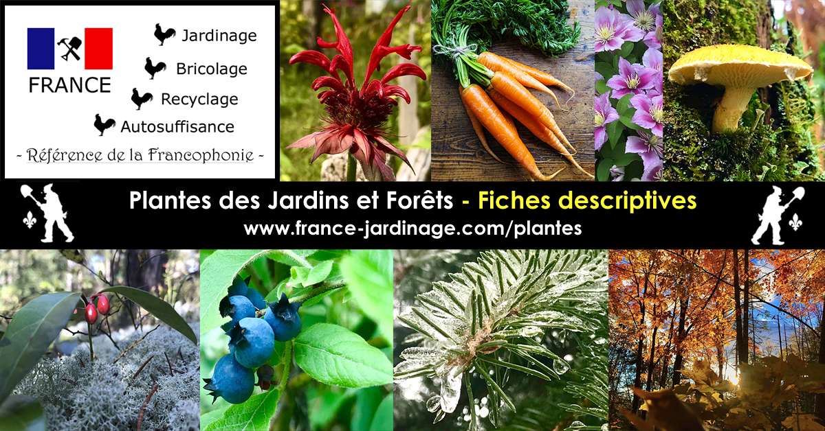Plantes des jardins