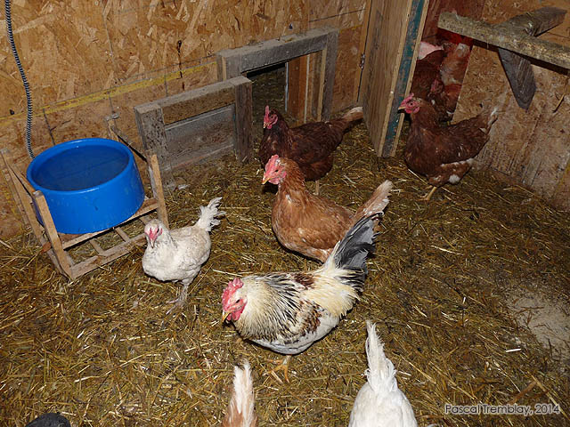 Vie au Poulailler - Guide pratique du Poulailler - Abreuvoir chauffant