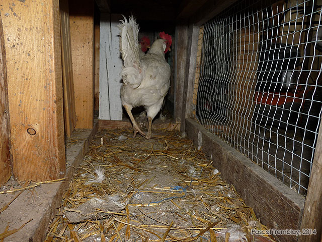 Poules au Poulailler - Voli�re et Poulailler