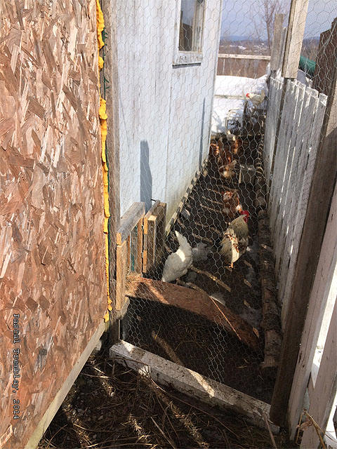 Voli�re ext�rieure - Construire un poulailler en bois - Basse-cour