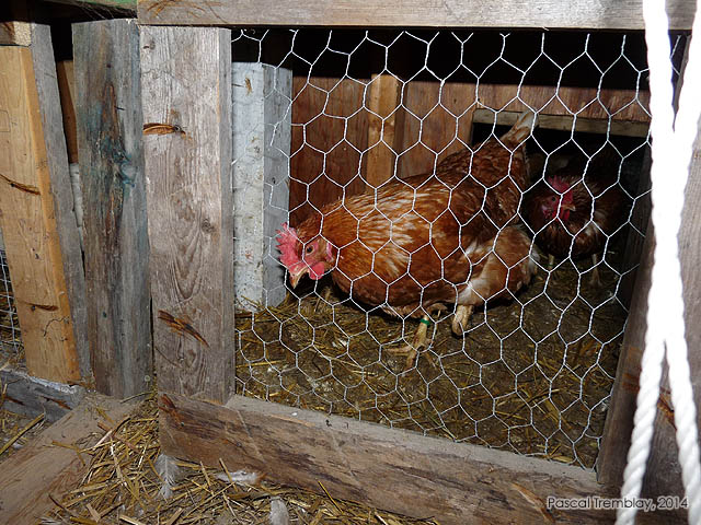 Grillage pour poulailler - Grillage pour basse-cour - Grillage pour volailles