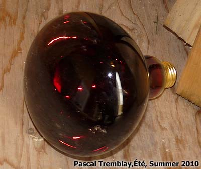 Ampoule chauffante pour Poulailler isolé - Un poulailler - Le Poulailler