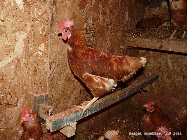 Plan de poulailler en bois - Perchoir pour poules - Ampoule chauffante pour poulailler d'hiver