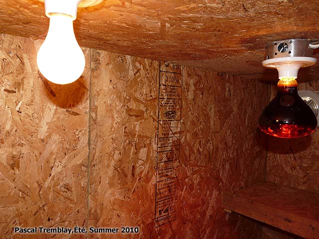 Construire un Poulailler - Éclairage d'un Poulailler - Plan de Poulailler gratuit