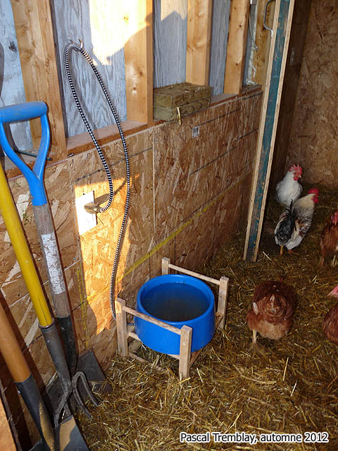 Entretien d'un Poulailler - Le Poulailler - Un Poulailler - Poulailler en ville