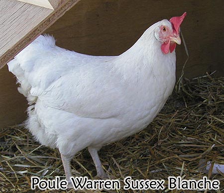 Poule Warren Sussex