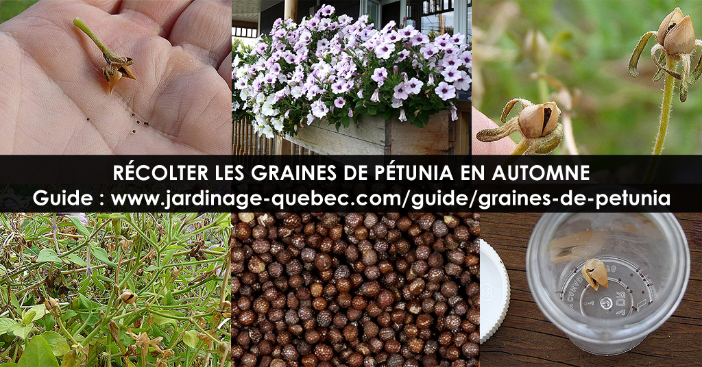 Graines de surfina et pétunias