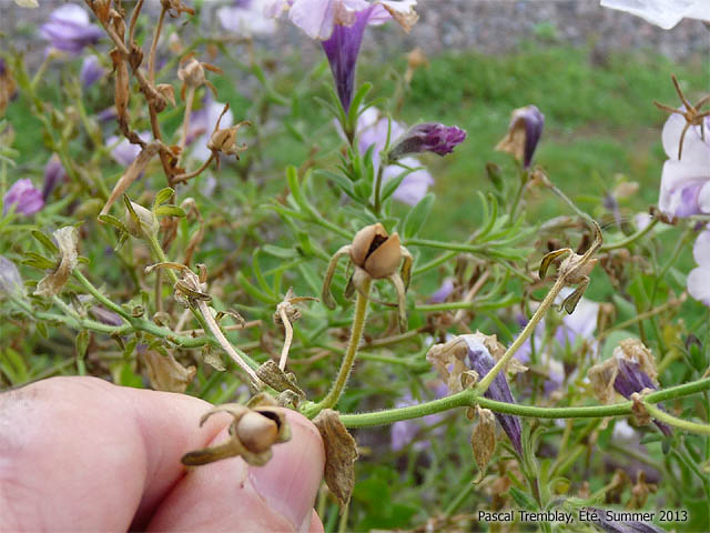 Entreposage des semences - Faire sécher les graines - Séchage des graines - Pétunias ou surfinias