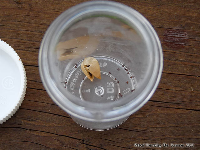 Collecte des graines de fleurs - Récolter les graines au jardin - Récolter les semences au Jardin - Graines de Pétunia ou surfinia