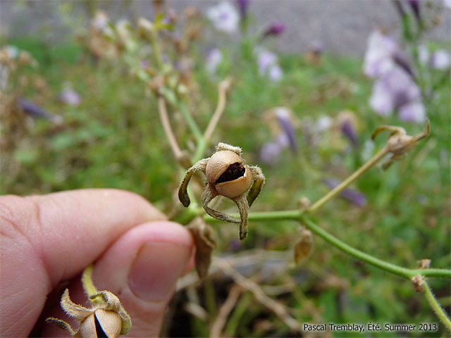 Semis de Pétunia - Semis de Surfinia - Comment récolter et entreposer correctement les semences