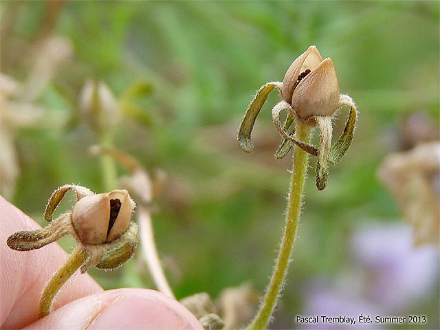Truc pour récolter les graines des pétunias ou surfinias - semences gratuites - fournisseurs de semences