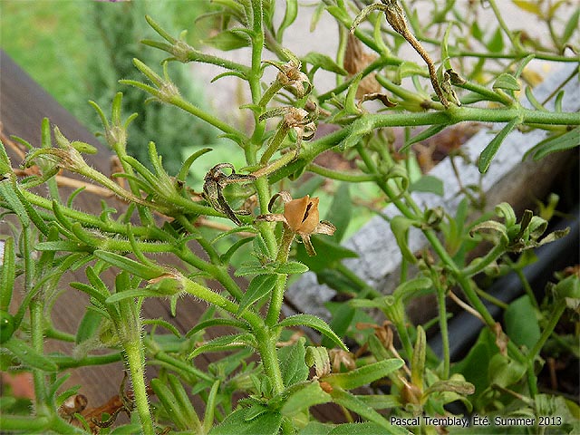 Partir des semis de pétunias - Les pétunias retombants - Ramasser les graines de fleurs annuelles