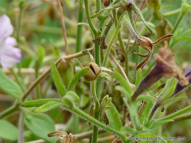Comment ramasser les graines de pétunias sur le plant - Cueillette des graines de pétunias