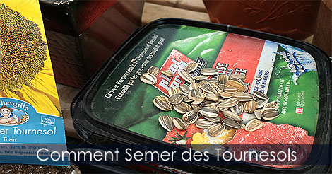 Comment semer des graines de tournesols - Comment planter des tournesols - Guide de culture des tournesols - Cultiver les tournesols
