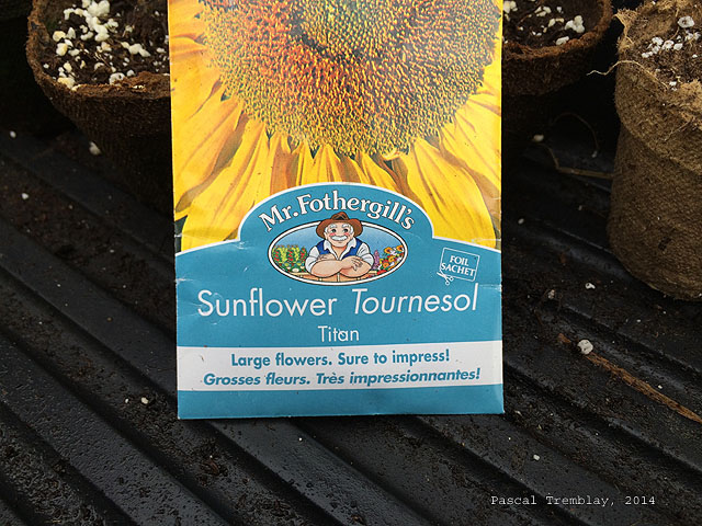 Semis tournesol - Variété géante tournesol - Fothergill's - Semer Graines de Tournesol