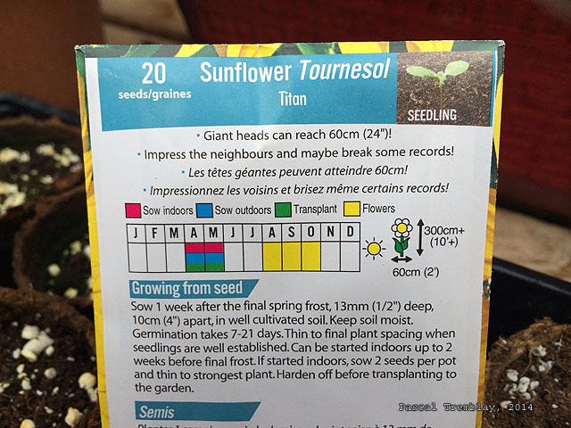 Tournesol géant - Tournesol titan - Semer Graines Tournesol