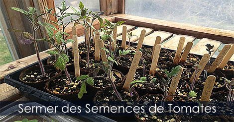 Comment semer des graines de Tomates - Partir des plants de Tomates