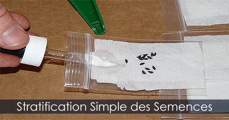 Germination des semences - Technique de la stratification simple à froid des semences