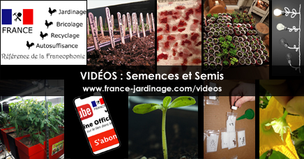 Semences ancestrales