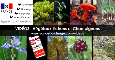 Vidéos sur les plantes