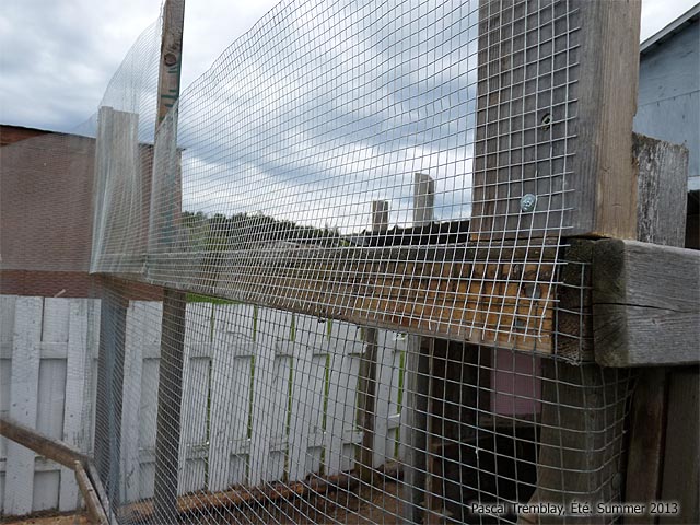 Grillage volière - Aménager volière - Cage à poule - Grillage volaille