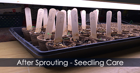 Growing Tomatoes - Seddling Care