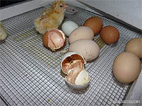 Leave the chicks in the incubator for 24 hours - Operating incubator - keeping baby chickens - Making a brooder