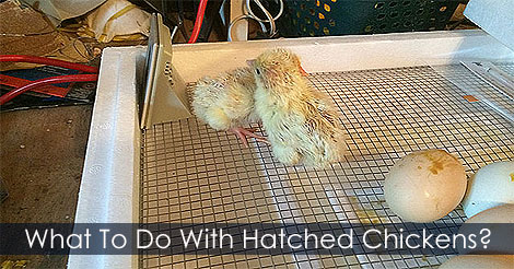what to do after the chicks hatch - Caring chicks before setting the brooder - Hatching Eggs: A Step by Step Guide