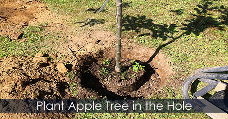 Tree planting hole