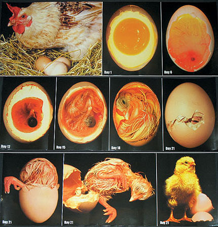 Chicken Embryo Development - Candling Eggs during Incubation