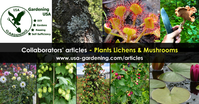 Plants lichens and mushrooms articles