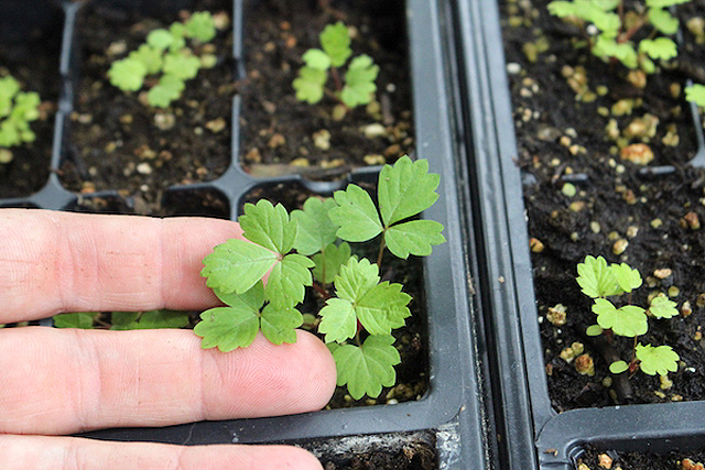 Semis de plants de fraises