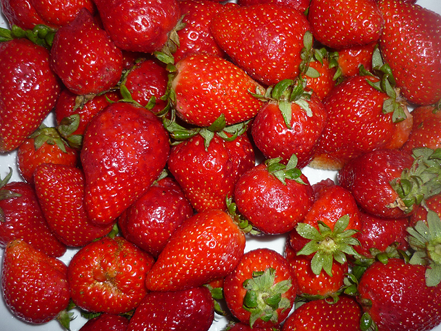 Cueillette de fraises