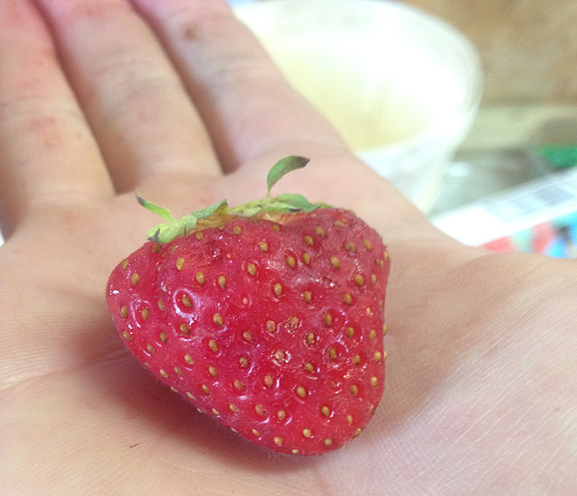 Cueillette de fraise en famille