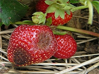 Maladies des fraises