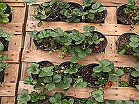 Calcul du nombre de fraisiers