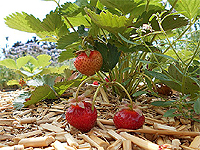Quantité de fraises