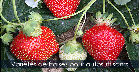 Variétés de fraises
