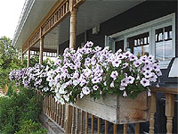 Faire ses jardinières - Étapes pour composer des jardinières pots et contenants fleuris