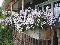 Plan de Jardinière en bois - Comment construire des jardinières en bois pour les fleurs - Plan de Jardinières en bois