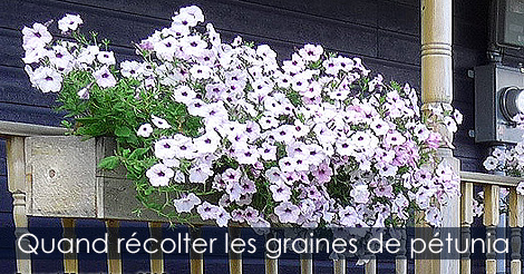 Graines de pétunia
