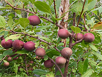 Prunier Sapa