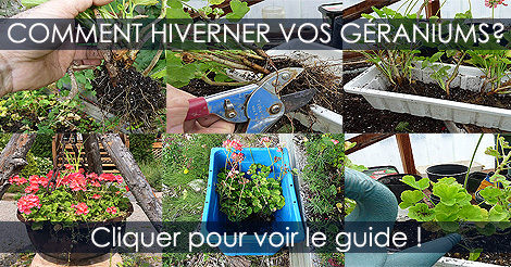 Hiverner entreposer les géraniums