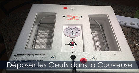 Incubation des oeufs de poules - Comment déposer les oeufs dans la couveuse - Réglage d'un incubateur à oeufs