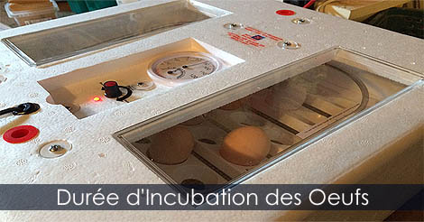 Durée d'incubation des oeufs de poules - poules couveuses ou couveuse automatique