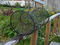 Nasse à poisson de bassin