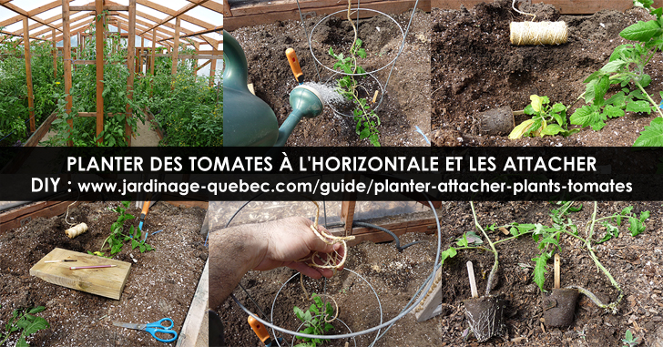 Planter des tomates
