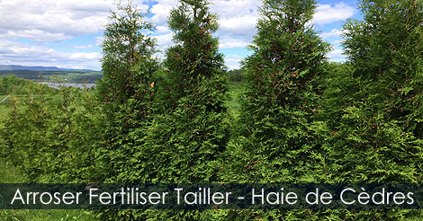 Planter arroser fertiliser et tailler une haie de cèdres - Plantation et entretien d'une haie de thuyas ou de cèdres