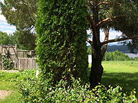 Entretenir une haie de cèdres - Conseils d'entretien et de taille d'une haie de cèdres - Engrais pour cèdres